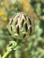 Malacothrix coulteri