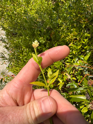 Alternanthera flavescens