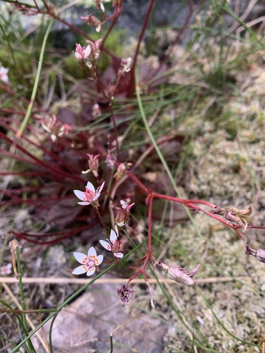 Hairy Kidney-wort