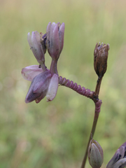 Murdannia macrocarpa