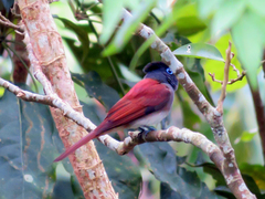 Terpsiphone atrocaudata