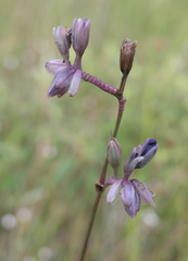 Murdannia macrocarpa