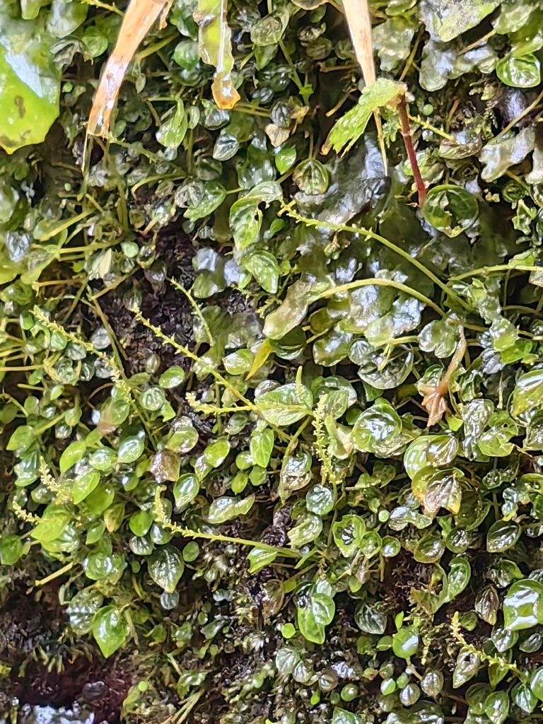 Peperomia galeottiana (Peperomia galeottiana)