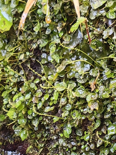 Peperomia galeottiana (Peperomia galeottiana)