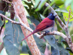 Terpsiphone atrocaudata