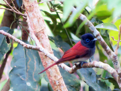 Terpsiphone atrocaudata