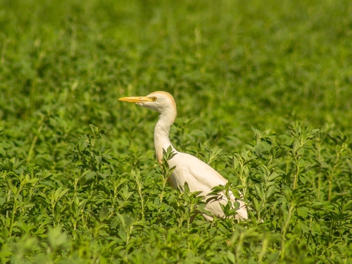 Western Cattle-Egret