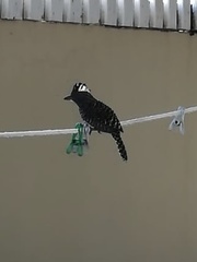 Aves