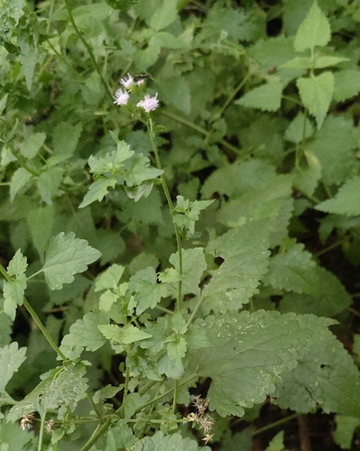 Fleischmannia incarnata, photograph 4