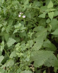 Fleischmannia incarnata, photograph (c) geotrope, some rights reserved (CC BY-SA)