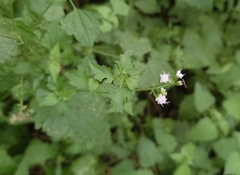 Fleischmannia incarnata, photograph (c) geotrope, some rights reserved (CC BY-SA)