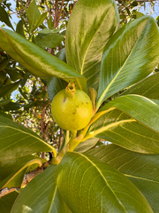 Casasia clusiifolia, photograph (c) Kenzie Anderson-Bell, some rights reserved (CC BY)
