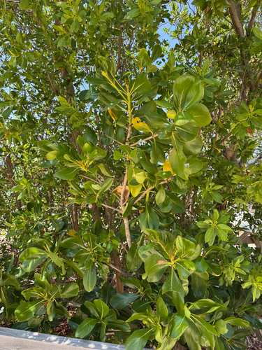 Casasia clusiifolia, photograph 4