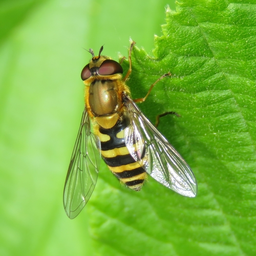Common Flower Fly