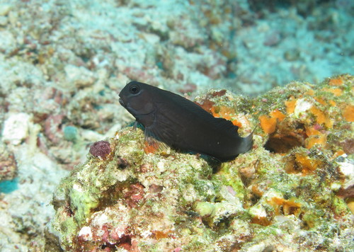 Black combtooth blenny (Ecsenius namiyei) — Blenniidae — 5