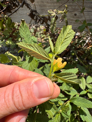 Sida ulmifolia, photograph (c) Kenzie Anderson-Bell, some rights reserved (CC BY)