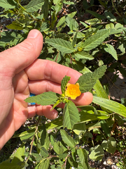 Sida ulmifolia, photograph (c) Kenzie Anderson-Bell, some rights reserved (CC BY)