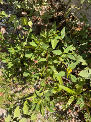 Sida ulmifolia, photograph (c) Kenzie Anderson-Bell, some rights reserved (CC BY)