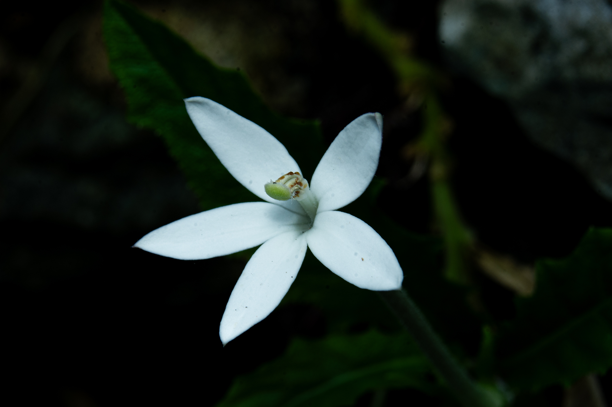 Hippobroma longiflora (Hippobroma longiflora)