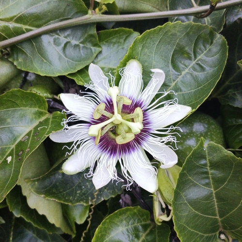 common passionfruit