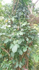 Polyscias balfouriana