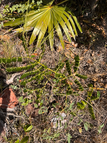 Guilandina bonduc, photograph 5