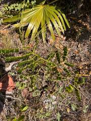 Guilandina bonduc, photograph (c) Kenzie Anderson-Bell, some rights reserved (CC BY)