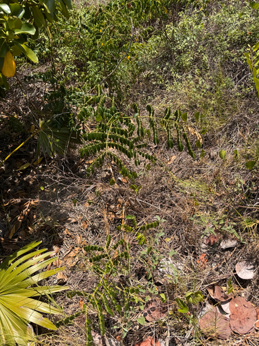 Guilandina bonduc, photograph 6