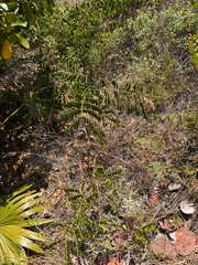 Guilandina bonduc, photograph (c) Kenzie Anderson-Bell, some rights reserved (CC BY)