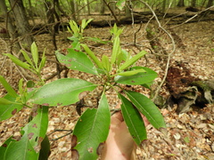 Diaporthe kalmiae