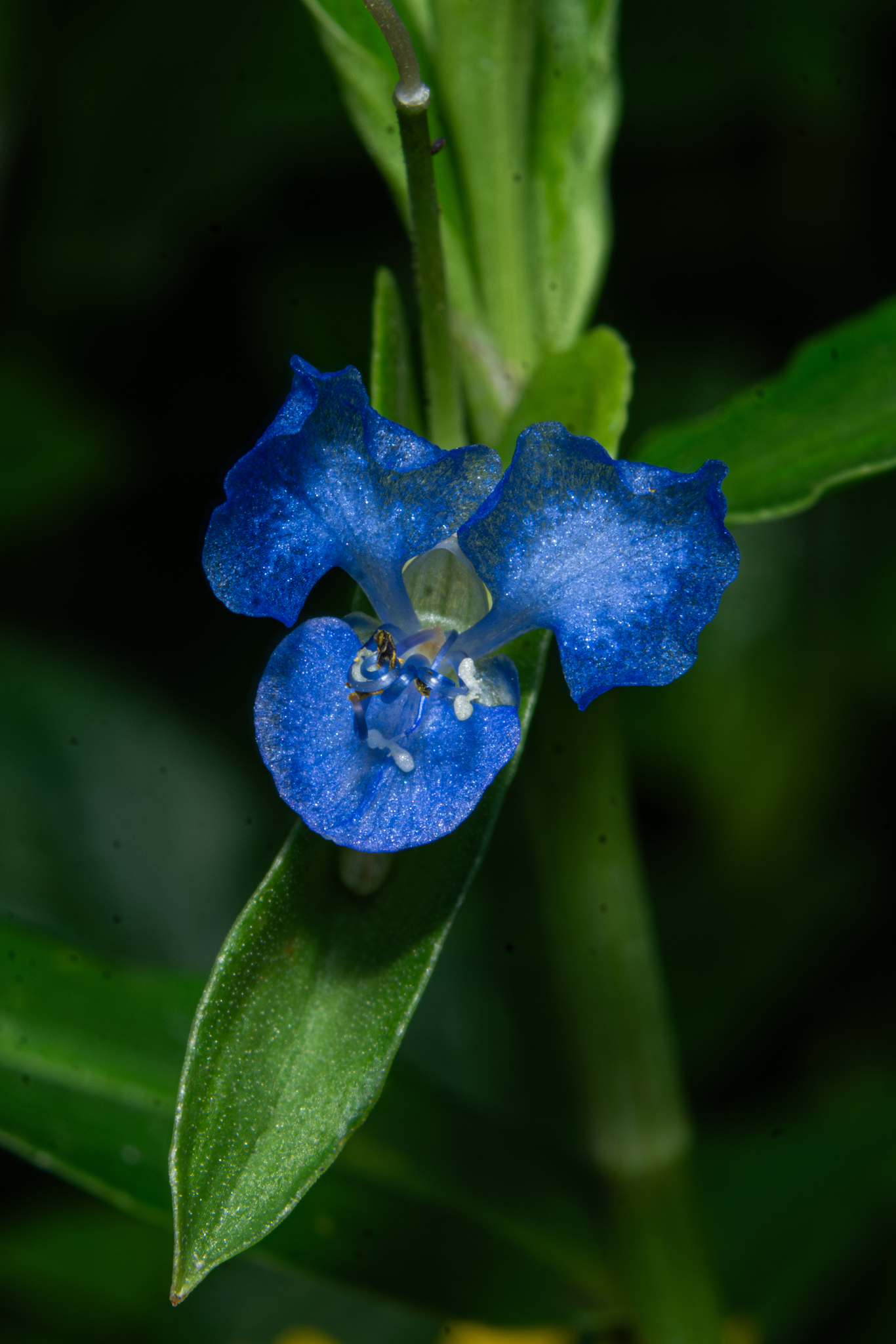 Commelina diffusa — ảnh 3