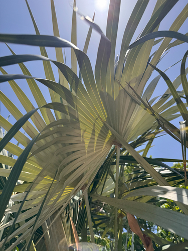 Coccothrinax argentata, photograph 4