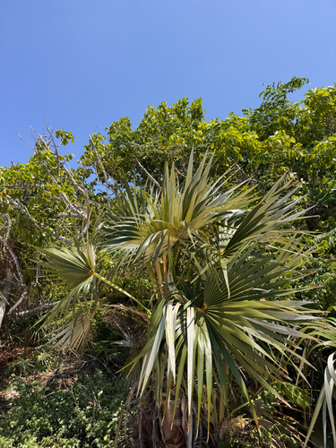 Coccothrinax argentata, photograph 5