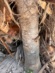 Coccothrinax argentata, photograph (c) Kenzie Anderson-Bell, some rights reserved (CC BY)
