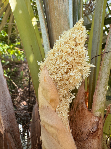 Coccothrinax argentata, photograph 3