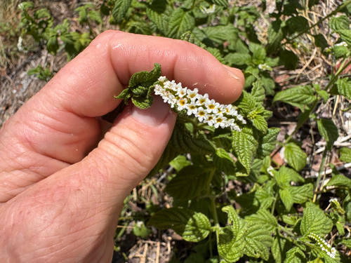 Heliotropium angiospermum, photograph 5