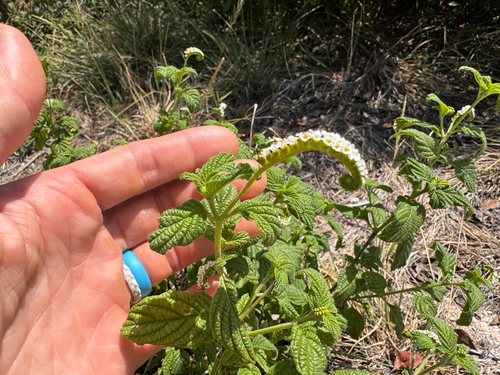 Heliotropium angiospermum, photograph 6