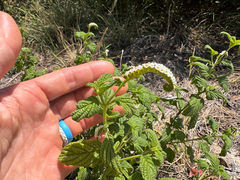 Heliotropium angiospermum, photograph (c) Kenzie Anderson-Bell, some rights reserved (CC BY)