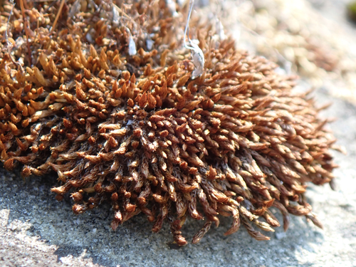 Imbribryum miniatum observed 2026-07-19