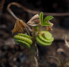 Medicago rugosa
