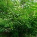 Acacia pennata