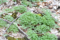 Dicentra cucullaria