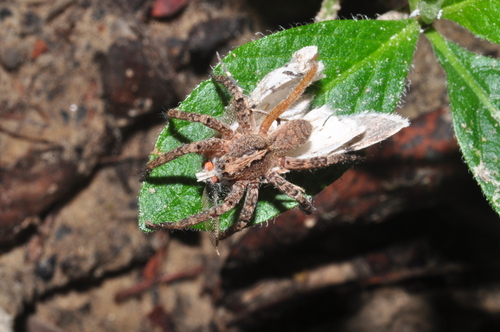 Centroctenus brevipes