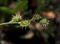 Onobrychis caput-galli