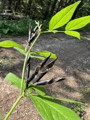 Vicia oroboides, photograph author not stated, no rights reserved