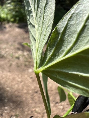 Vicia oroboides, photograph 6
