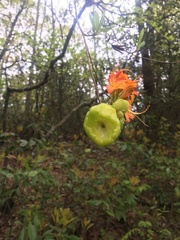 Exobasidium rhododendri