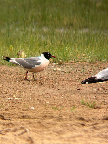 iNaturalist image
