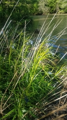 Amsonia hubrichtii