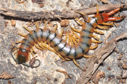 Amazonian Tricolor Centipede
